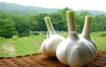 Fresh Garlic White color China origin