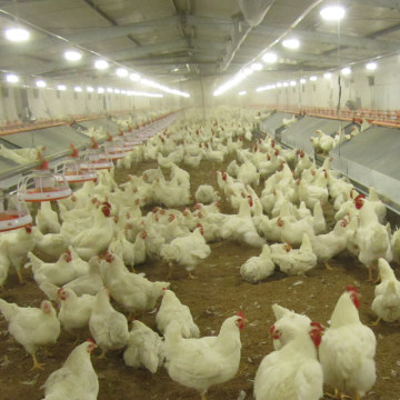 Autamatic Breeder Chicken Feeding Equipment for Poultry Farm House