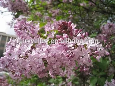 High Quality Lilac Syringa oblata Winter Daphne seeds