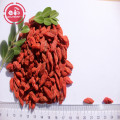 Alta nutrición Hierbas chinas Bajo pesticida Goji Bayas