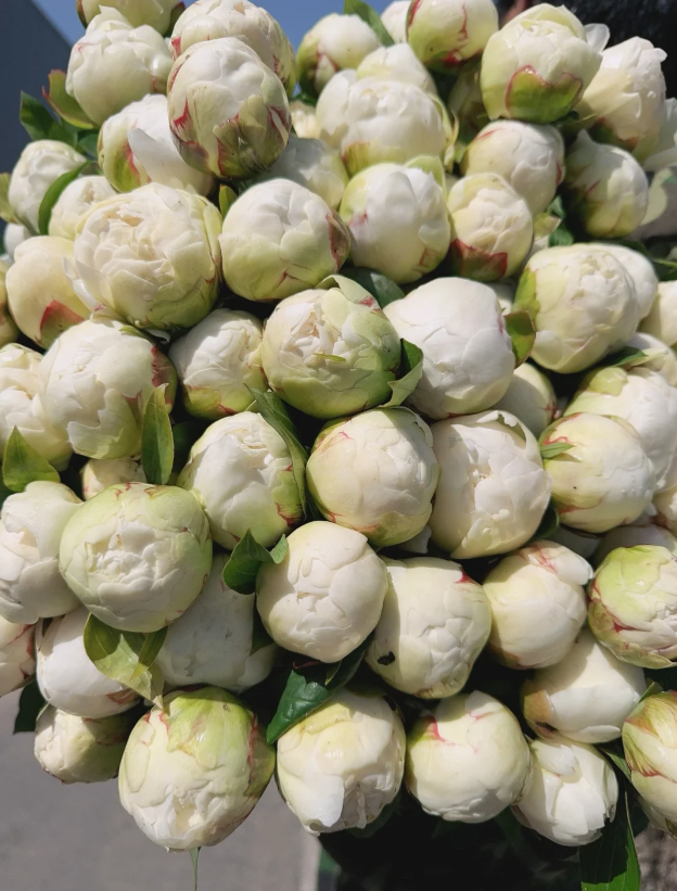 Bowl of Cream Peony