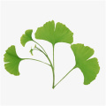 Ginkgo Biloba Estratto di energia