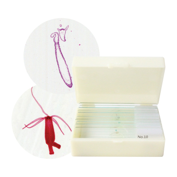 Δείγμα Hydra Διαμήκης διατομής Coelenterate Microscope Slide