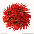 Bio -Capsicum -Pulver -Extrakt 95% Capsaicin