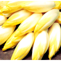 Chicory Root Extract Powder