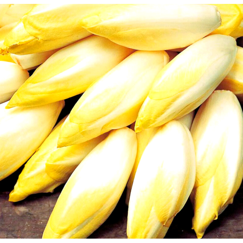 Chicory Root Extract Powder