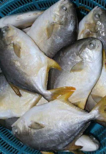 halal frozen meat Gold pomfret