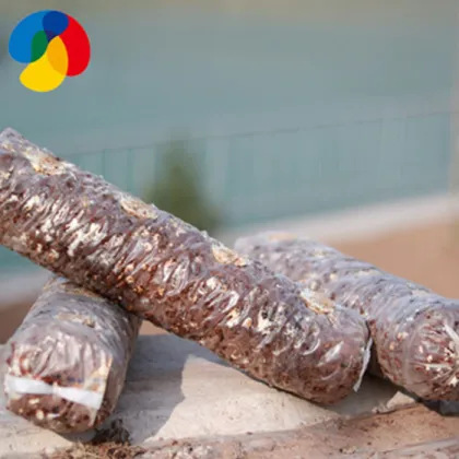 Farm Cultivating Shiitake Mushroom Spawn Log