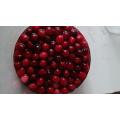 Cranberry fruit powder extract