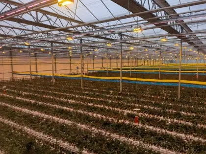 Plant LED Supplemental Lighting System