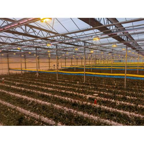 Plant LED Supplemental Lighting System