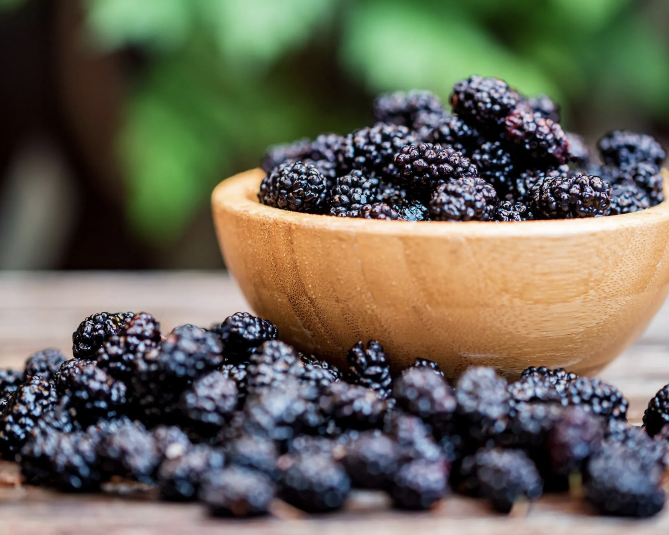 Mulberry Powder Manufacturer