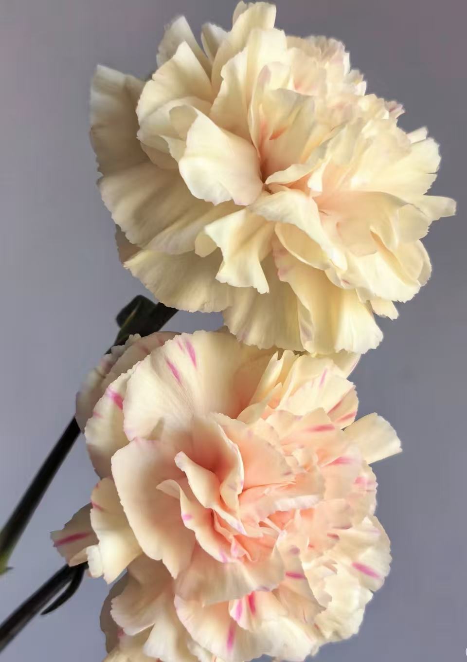 Single-headed Carnation first kiss