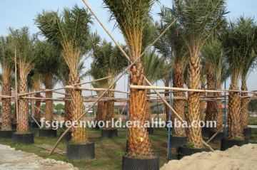 Phoenix sylvestris potted for export
