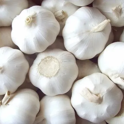 New Crop Chinese Brand Pure White Garlic