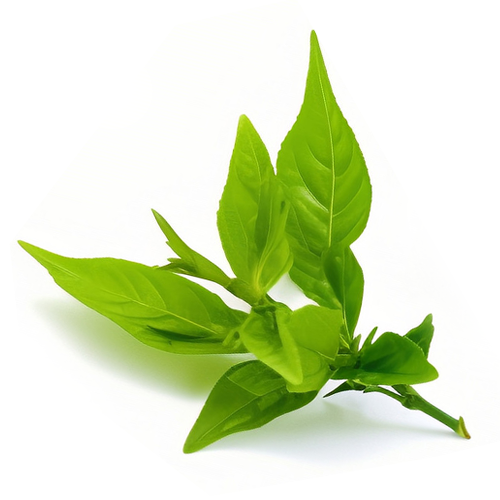 Green Tea Extract 98% Tea Polyphenol