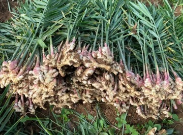 High Yield Large Yellow Ginger