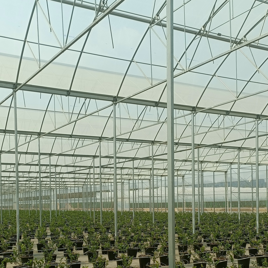 seedling greenhouse film (2)