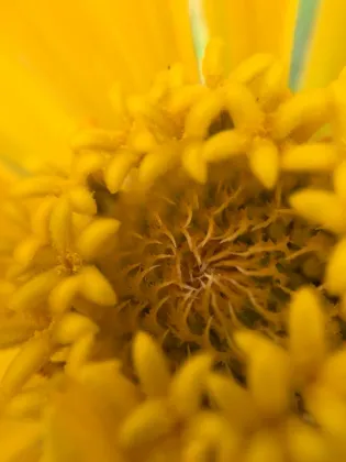 0.6x wide angle lens 37mm camera lens for olympus for mobile phone