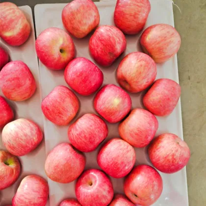 Yan Tai Paper Bagged Fuji Apples
