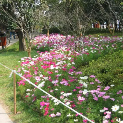 Wholesale bulk perennial coreopsis seed