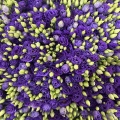 বেগুনি Lisianthus ফুলের জন্য ডাবল টাটকা কাট ফুল
