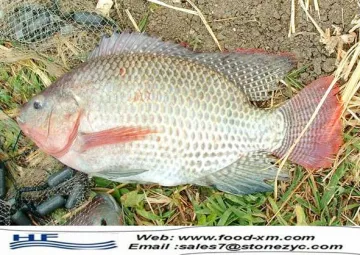 frozen seafood tilapia IQF black whole round tilapia