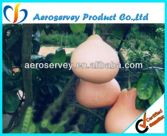 giant grapefruit pomelo