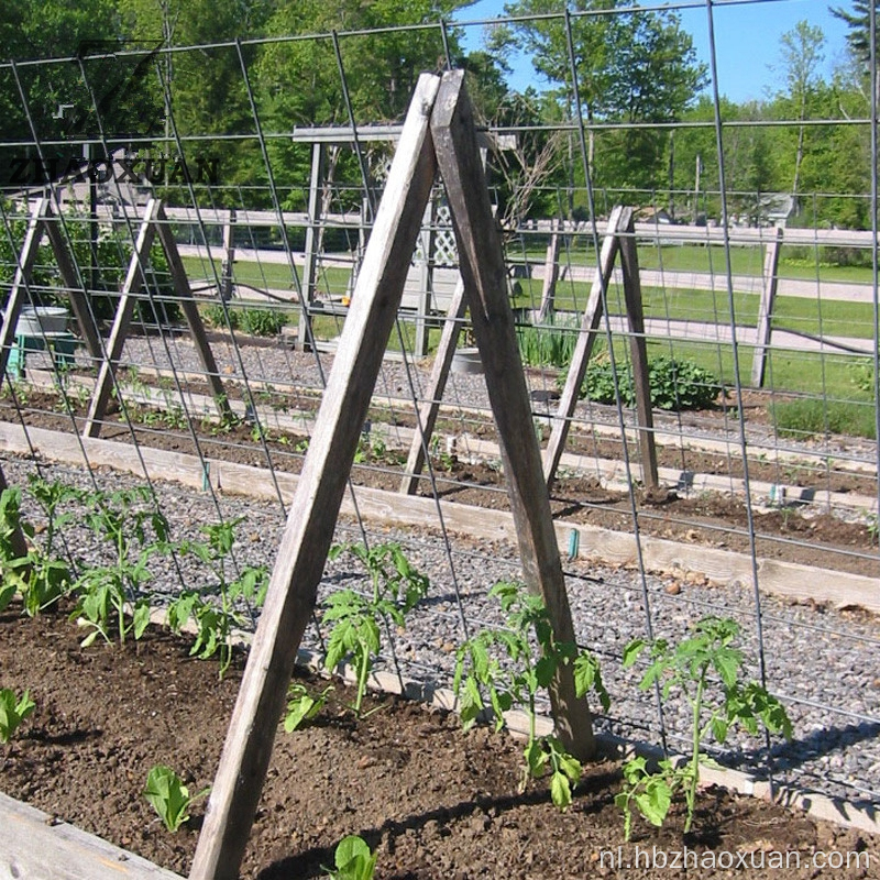 Hot Sale Anti-Rust gelaste draadgaasrol