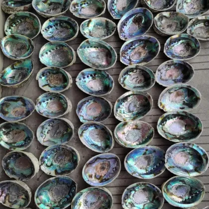 New Zealand Blue Rainbow Abalone Shell - Wholesale Clean and Natural Paua Seashells
