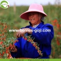 Factory Supply Fruit Natural For Sale Goji Berries