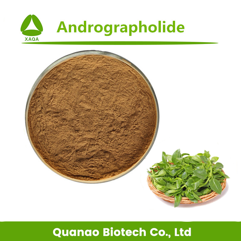 Andrographis Paniculata Extracto Andrographolide 10% en polvo