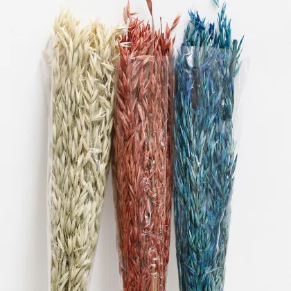 2024 Popular Eco-friendly Dried Oats Flowers for DIY Projects