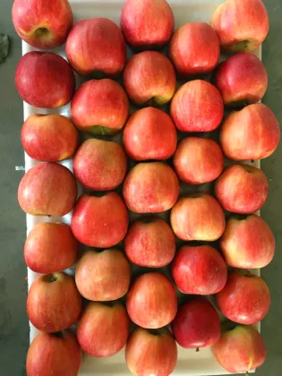 CHN Fresh Huaguan Apple
