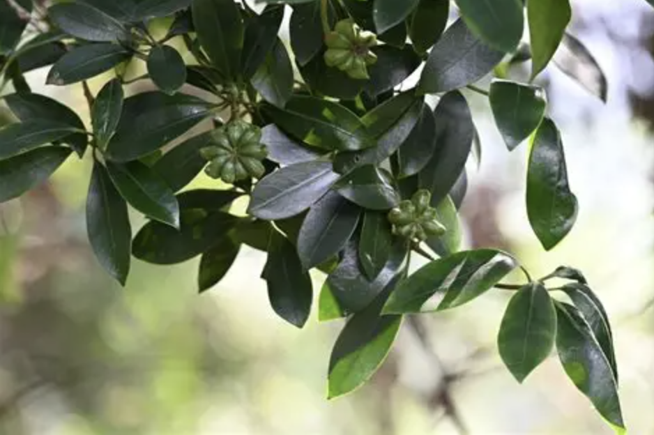 Star Anise Extract Supplier