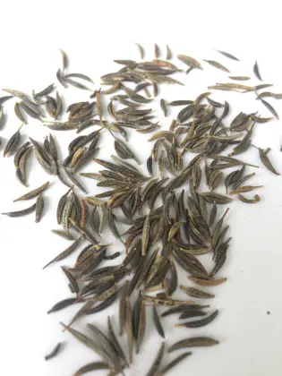 Wholesale bulk perennial coreopsis seed