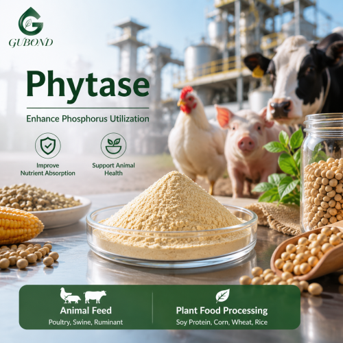 Polvo de enzima fitasa para aplicaciones de alimentación animal y alimentos de origen vegetal