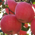 Obst süßer saftiger knuspriger Apfel