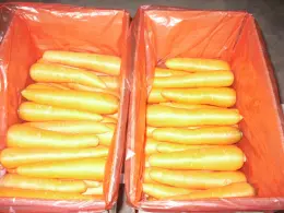New Crop Carrot 80-150g