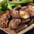 Gård som enkelt odlar Shiitake Mushroom Spawn Logs