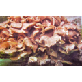 Zhu Ling Extract Natural Natural Dried Herb Polyporus Umbellatus Whole Part