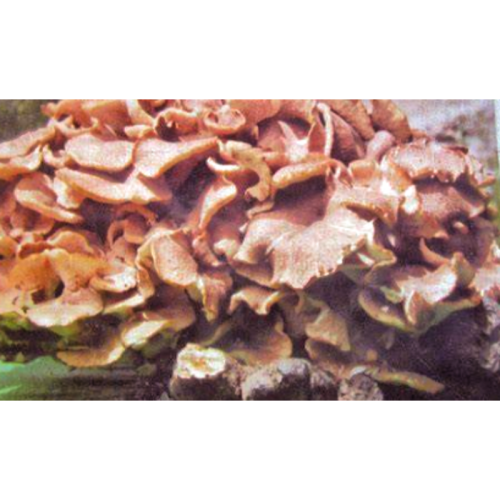 Polyporus Umbellatus Extract