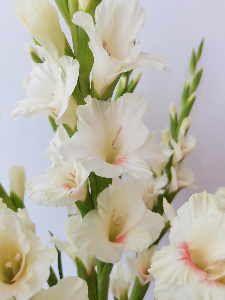 Ajax Gladiolus