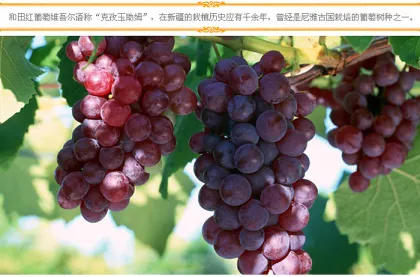 best quality all kinds of dried raisins