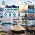 مسحوق Bacillus cereus الميكروبي للزراعة وتربية الأحياء المائية