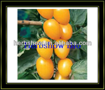 F1 Hybrid Cherry Tomato seeds