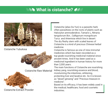 Natural Cistanche Extract Powder 20%-40% Echinacoside