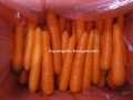 carotte fraîche douce 2020