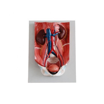 SC-A1090 Urinary System Anatomy Teaching Manikin Tool
