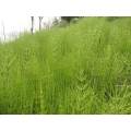 Horsetail extract factory supply